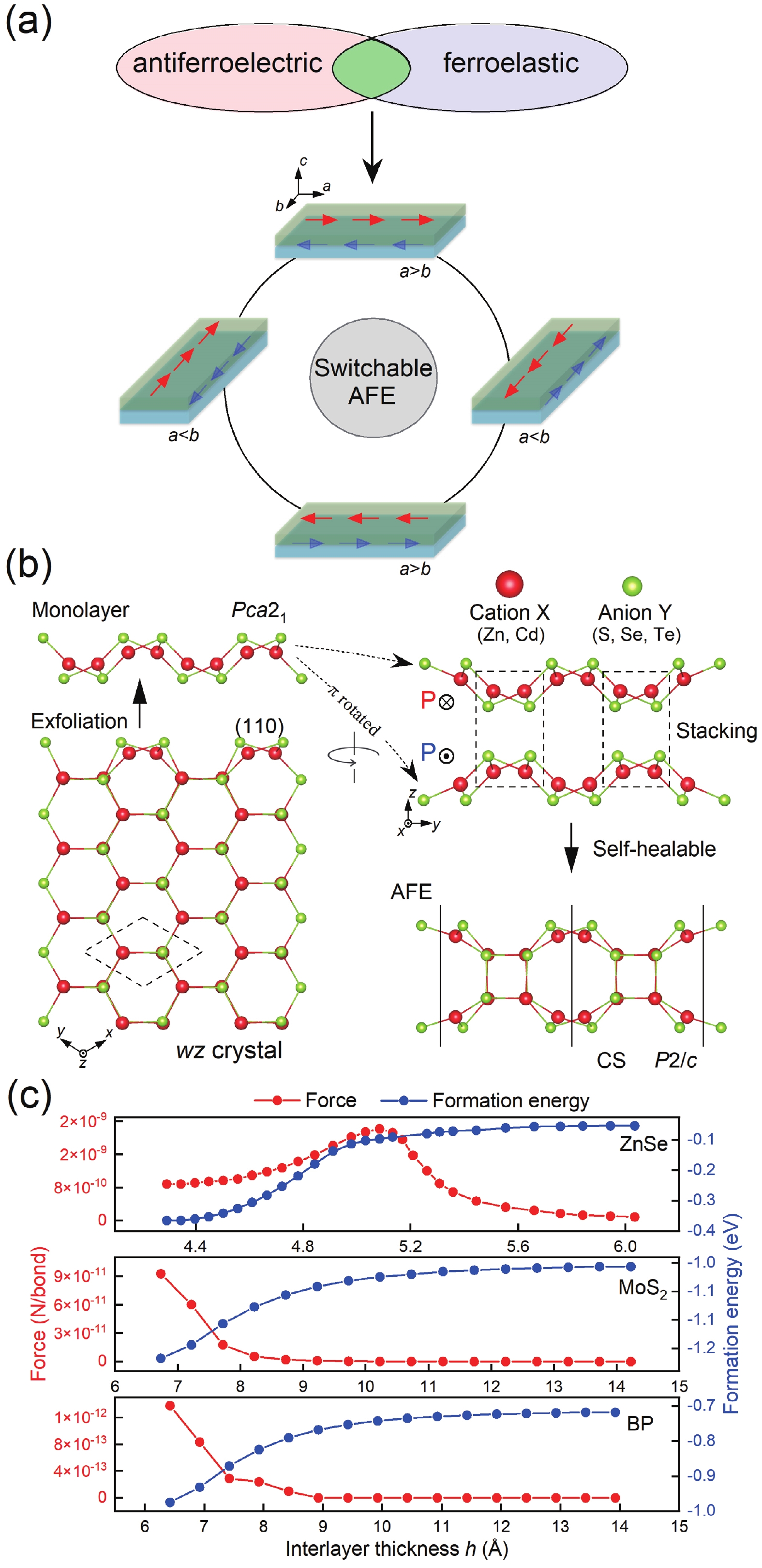 Switchable hidden spin polarization and negative Poisson's